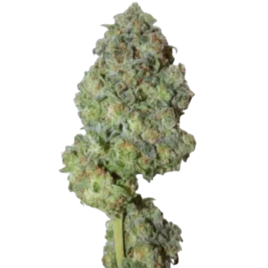 Afghan glue CBD 12%