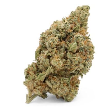 Amnésia CSA 10%